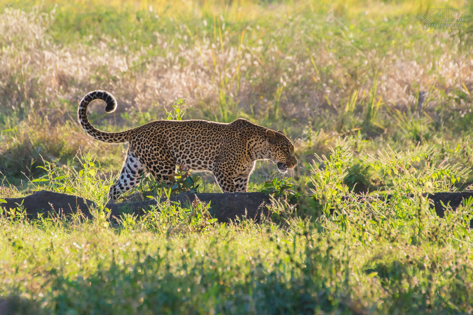 South Luangwa - Leopard (Panthera pardus) Stefan Cruysberghs